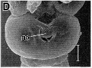 Espce Mecynocera clausi - Planche 17 de figures morphologiques
