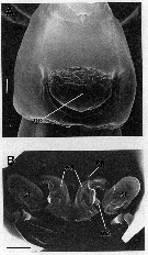 Espce Brattstromia longicaudata - Planche 4 de figures morphologiques