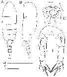 Espce Pseudodiaptomus ornatus - Planche 5 de figures morphologiques