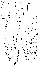 Espce Pseudodiaptomus ornatus - Planche 6 de figures morphologiques