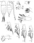 Espce Mimocalanus damkaeri - Planche 1 de figures morphologiques