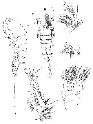 Species Euterpina acutifrons - Plate 12 of morphological figures