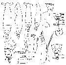 Espce Pareucalanus smithae - Planche 1 de figures morphologiques