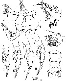Espce Pareucalanus smithae - Planche 2 de figures morphologiques