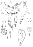 Species Mimocalanus damkaeri - Plate 2 of morphological figures