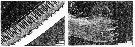 Espce Euaugaptilus nodifrons - Planche 18 de figures morphologiques