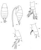 Espce Mimocalanus cultrifer - Planche 1 de figures morphologiques