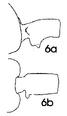 Espce Euchaeta acuta - Planche 16 de figures morphologiques