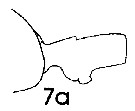 Espce Paraeuchaeta hebes - Planche 1 de figures morphologiques