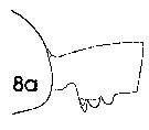 Espce Paraeuchaeta bisinuata - Planche 10 de figures morphologiques