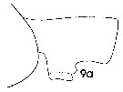 Espce Paraeuchaeta sarsi - Planche 12 de figures morphologiques