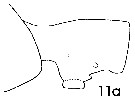 Espce Paraeuchaeta barbata - Planche 17 de figures morphologiques
