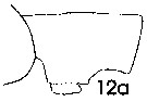 Espce Paraeuchaeta abbreviata - Planche 5 de figures morphologiques