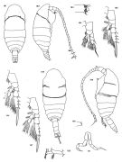 Espce Mimocalanus crassus - Planche 1 de figures morphologiques