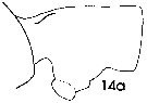 Espce Paraeuchaeta bradyi - Planche 2 de figures morphologiques