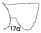 Espce Paraeuchaeta pseudotonsa - Planche 12 de figures morphologiques