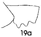 Espce Paraeuchaeta incisa - Planche 3 de figures morphologiques