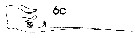 Espce Euchaeta acuta - Planche 17 de figures morphologiques