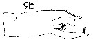 Espce Paraeuchaeta sarsi - Planche 13 de figures morphologiques