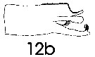 Espce Paraeuchaeta abbreviata - Planche 6 de figures morphologiques