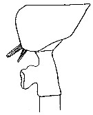 Espce Paraeuchaeta gracilis - Planche 8 de figures morphologiques