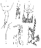 Espce Paraeuchaeta bisinuata - Planche 12 de figures morphologiques