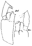 Espce Paraeuchaeta bisinuata - Planche 13 de figures morphologiques