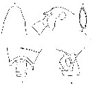 Espce Aetideopsis armata - Planche 13 de figures morphologiques