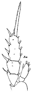 Espce Aetideopsis armata - Planche 15 de figures morphologiques