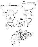 Espce Euchirella bitumida - Planche 11 de figures morphologiques