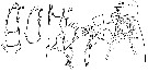Espce Euchirella bitumida - Planche 12 de figures morphologiques