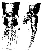 Espce Gaussia sewelli - Planche 7 de figures morphologiques