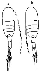 Espce Lucicutia flavicornis - Planche 19 de figures morphologiques
