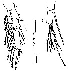 Espce Centropages alcocki - Planche 4 de figures morphologiques