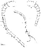 Espce Gaussia sewelli - Planche 9 de figures morphologiques