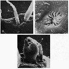 Espce Gaussia sewelli - Planche 10 de figures morphologiques