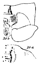 Espce Spinocalanus brevicaudatus - Planche 11 de figures morphologiques