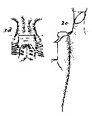 Espce Aetideus armatus - Planche 16 de figures morphologiques