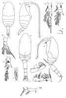 Espce Spinocalanus similis - Planche 3 de figures morphologiques