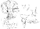 Espce Gaetanus brevispinus - Planche 24 de figures morphologiques