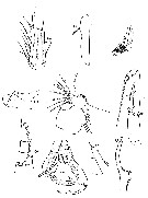 Espce Gaetanus brevispinus - Planche 25 de figures morphologiques