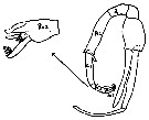 Espce Paraeuchaeta bradyi - Planche 5 de figures morphologiques