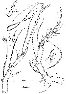 Espce Aegisthus mucronatus - Planche 5 de figures morphologiques