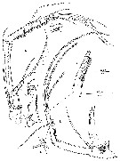 Espce Aegisthus mucronatus - Planche 6 de figures morphologiques