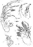 Espce Aegisthus mucronatus - Planche 7 de figures morphologiques