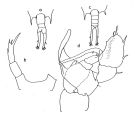 Espce Temora discaudata - Planche 2 de figures morphologiques