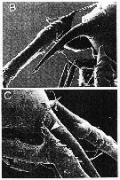 Espce Aegisthus mucronatus - Planche 11 de figures morphologiques