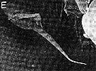 Espce Aegisthus mucronatus - Planche 13 de figures morphologiques