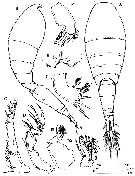 Espce Oncaea mediterranea - Planche 15 de figures morphologiques