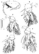 Espce Oncaea mediterranea - Planche 16 de figures morphologiques